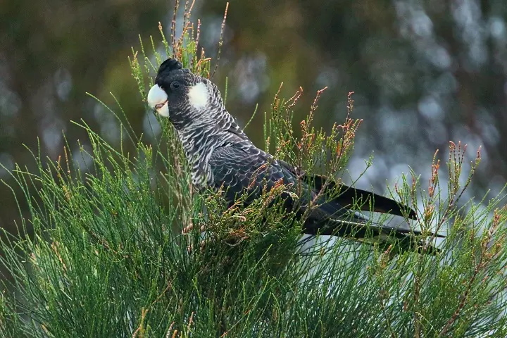 black carnaby bird in shrubs
