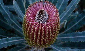 banksia