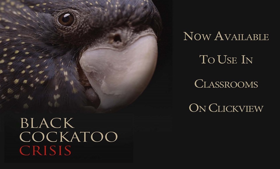 Link to ClickView Black Cockatoo Crisis video