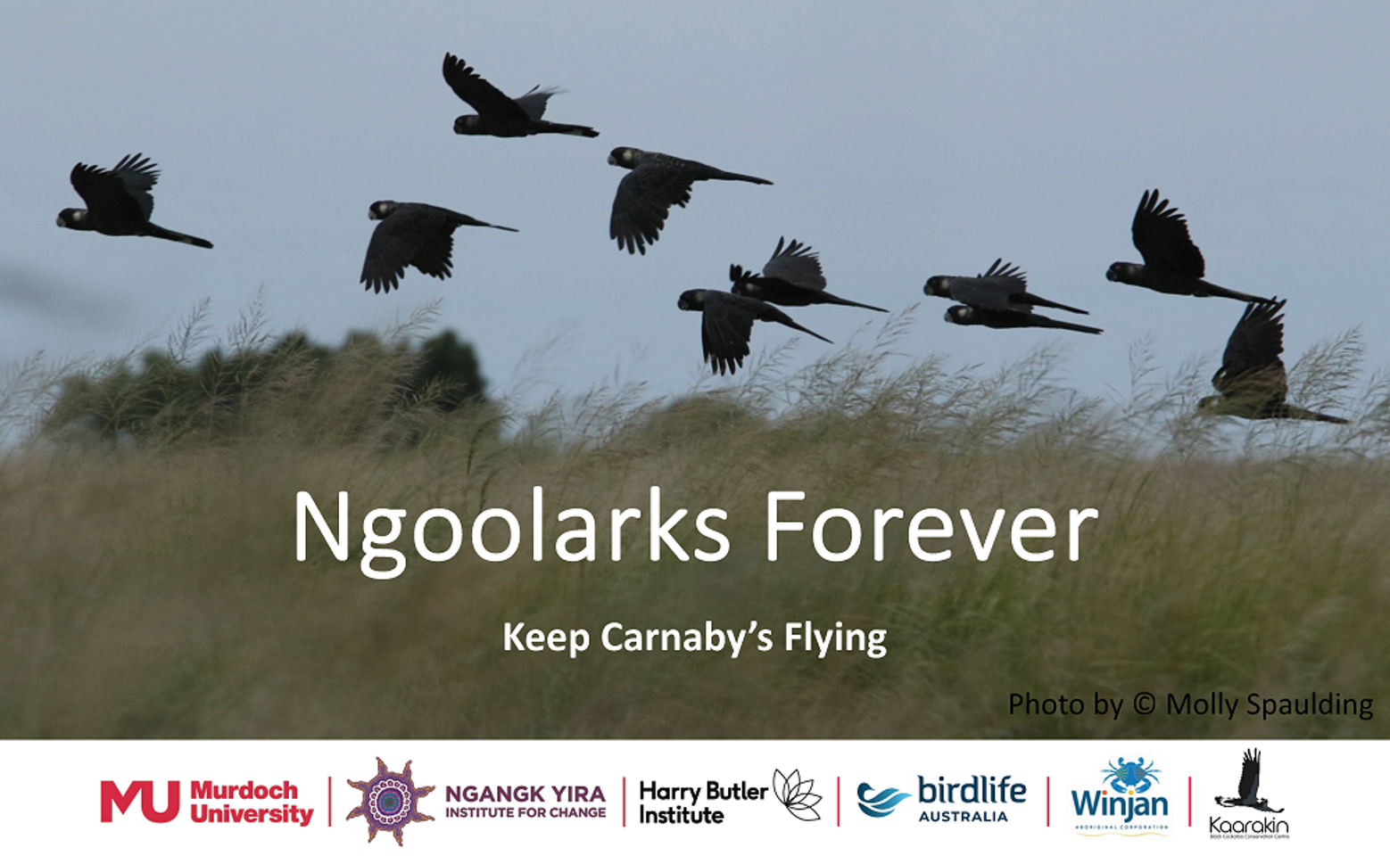 Carnaby's Cockatoos slide