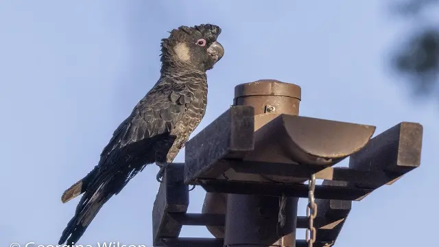 Carnaby's on waterer-Georgina Wilson