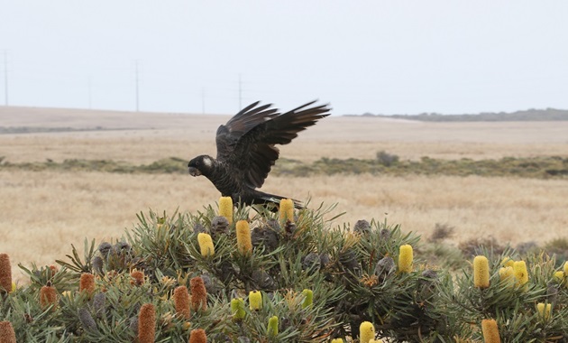 Carnaby in banksia