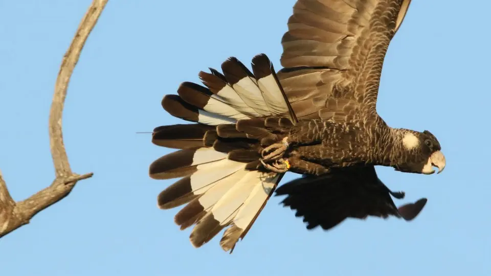 flying carnaby in Coomallo