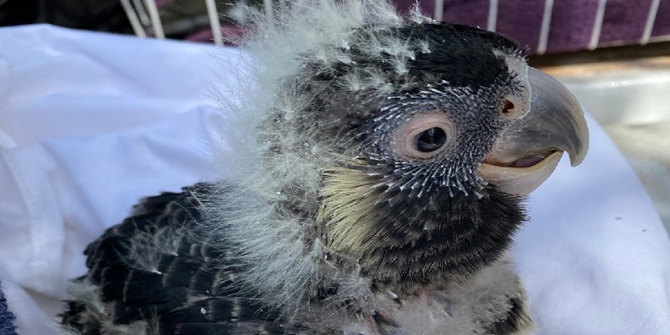 nestling cockatoo