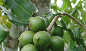 macadamia