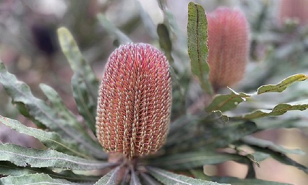 Banksia