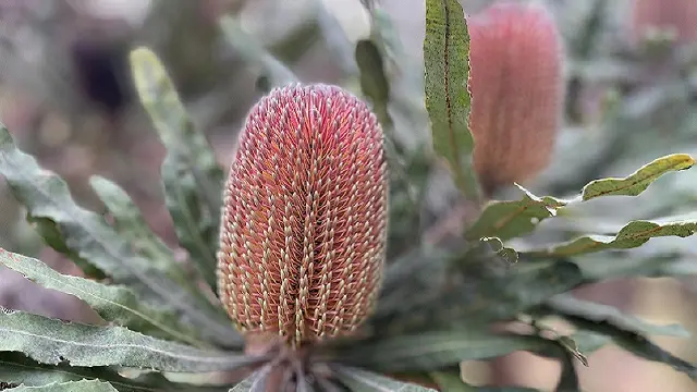 Banksia