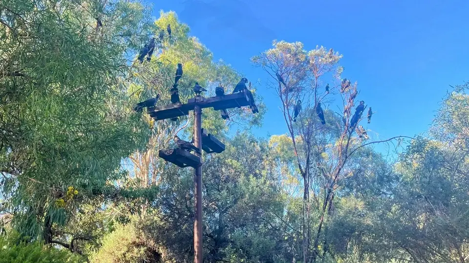 Yanchep cockitrough Nat