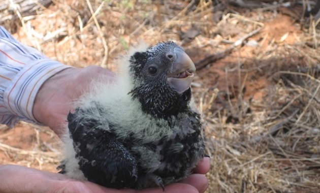 Nestling carnaby in hand