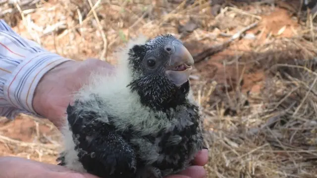 Nestling carnaby in hand