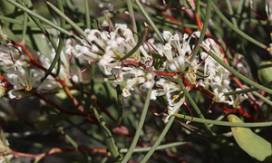 pin cushion hakea