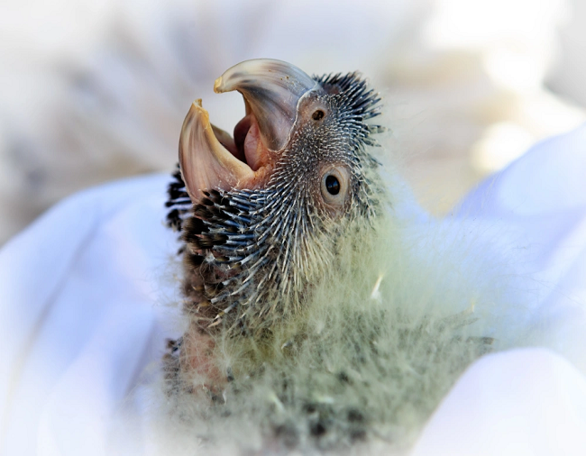 close up of nestling - Rick Dawson