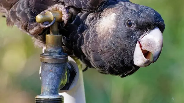 Carnaby's on tap by Stephen Corcoran