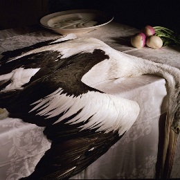 Artwork by Marian DREW, Pelican with Turnips (Australian Still Life series), 2005