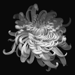 Artwork by XU Huang, Flower #1 Chrysanthemum, 2009