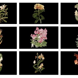 Caroline ROTHWELL's painting Infinite Herbarium Morphosis #3 and #5