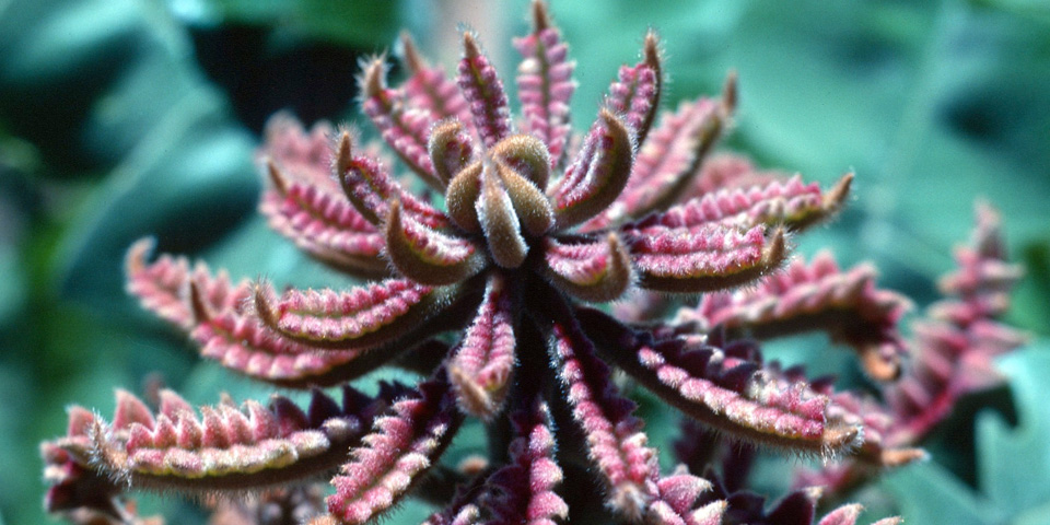 Close up of banksia photo