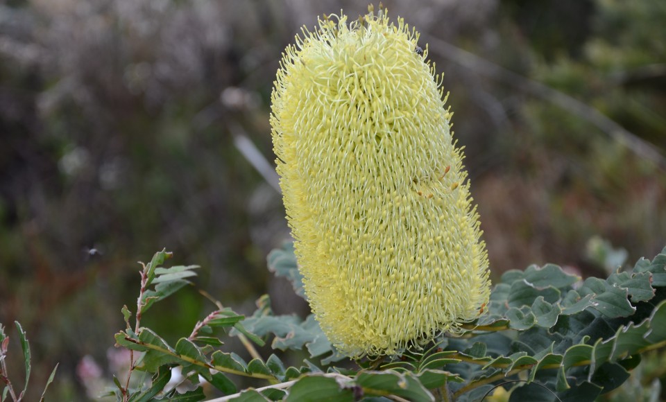 A yellow bull banksia (banksia grandis) flower.