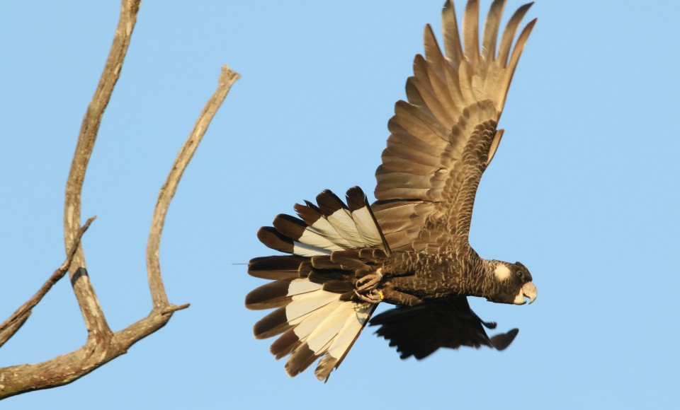 Carnaby's black cockatoo standing on a high branch with its wings spread.