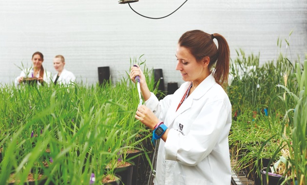 Murdoch researchers working in a greenhouse