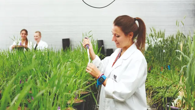 Murdoch researchers working in a greenhouse