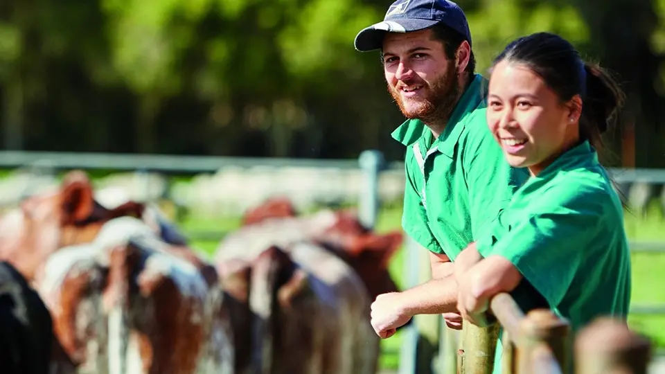Students with cattle at Whitby Falls Farm
