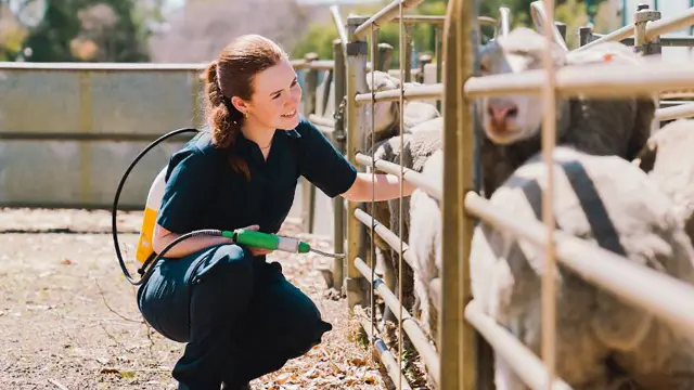 Agricultural science student on farm with sheep