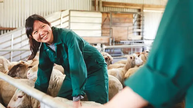 Agricultural science student working with sheep in a farm enclosure