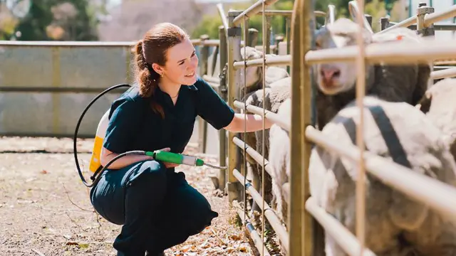 Agricultural science student on farm with sheep
