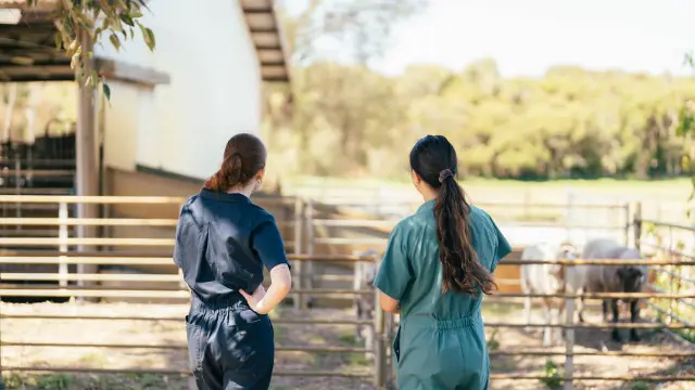 Agricultural science student observing livestock in an outdoor farm setting