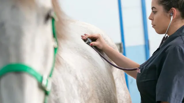 Veterinary sciences student inspecting horse with stethoscope
