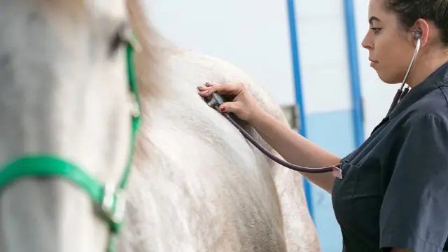 Veterinary sciences student inspecting horse with stethoscope