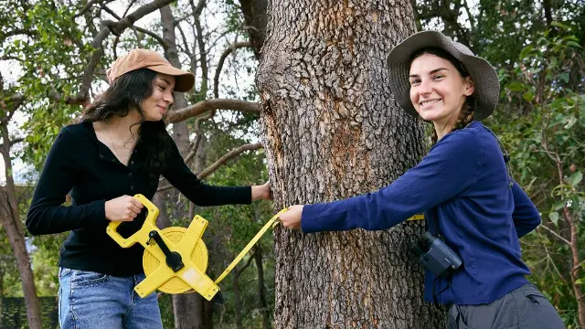 Murdoch University students measuring a tree trunk