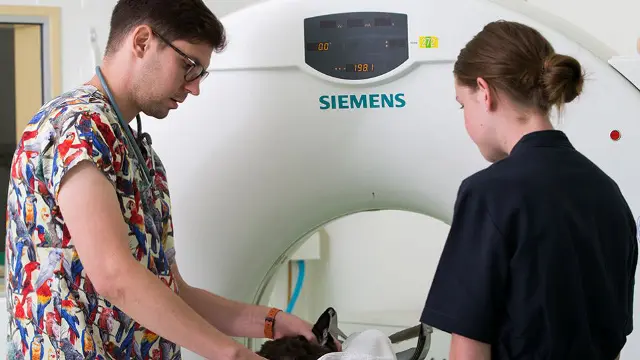 Vet Science students operating a CT scanner with a patient