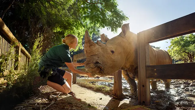 Murdoch student with rhino at Perth Zoo