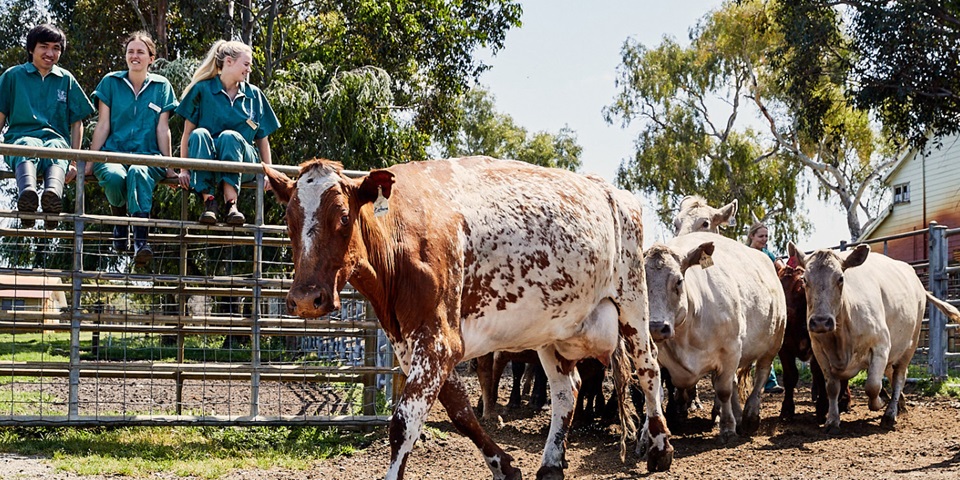 Student and Cows on the Murdoch Farm