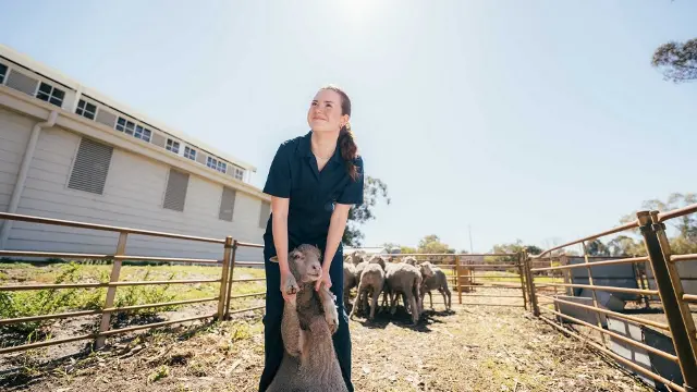 Murdoch University student holding a sheep