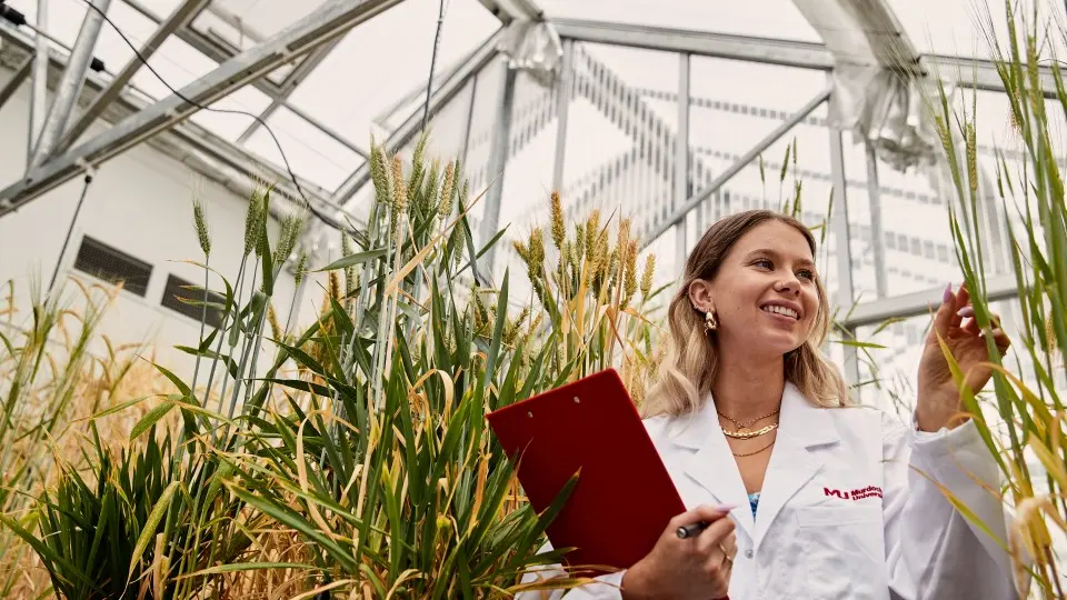 Female student in a greenhouse inspecting wheat