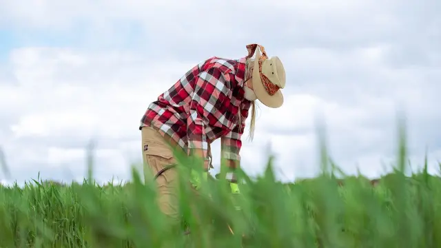 Murdoch University agricultural sciences staff spraying crops