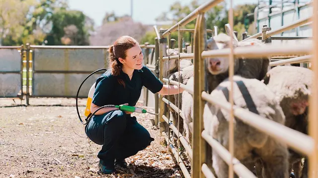 Murdoch University veterinary student on farm with sheep