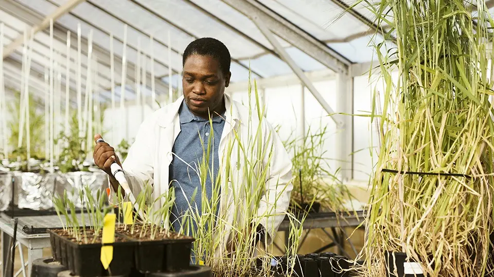 Murdoch University agricultural science student inspecting crop
