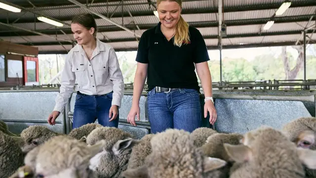 Two agricultural science students working with Merino sheep in a woolshed