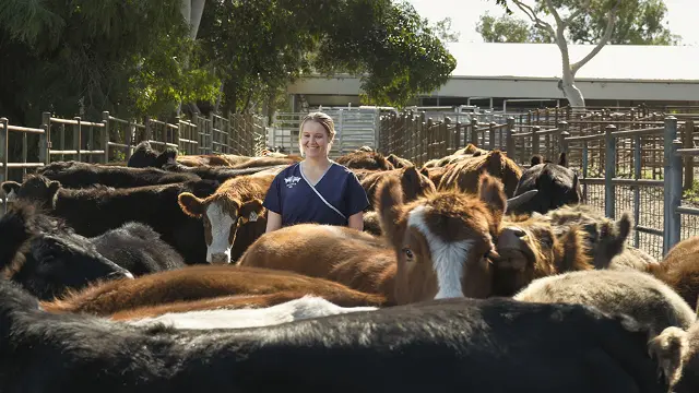 Milly Watts, a Murdoch University veterinary science graduate, examines cattle on a rural farm while working as a veterinarian.