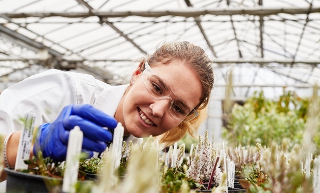 Research student inside greenhouse working with plants