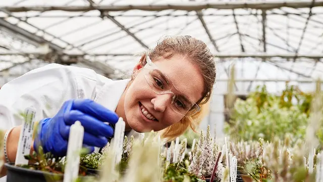 Research student inside greenhouse working with plants