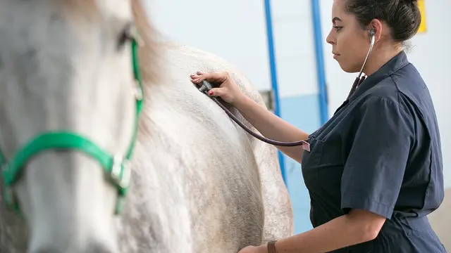 Murdoch University veterinary student with horse and medical device