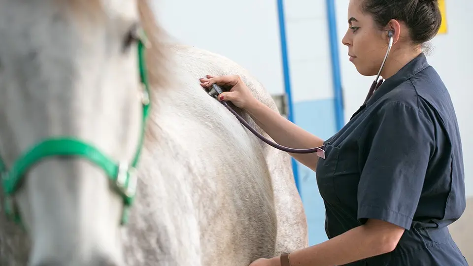 Murdoch University veterinary student with horse and medical device