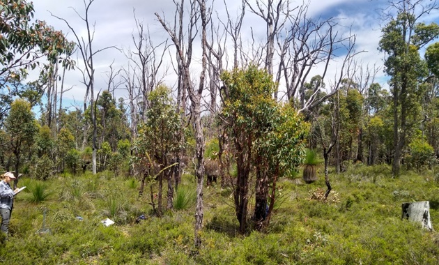 australian bush