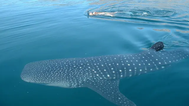 A snorkeler in the water next to a whale shark.