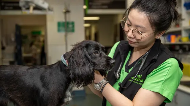 A small black dog is checked by a vet at Murdoch Animal Hospital.